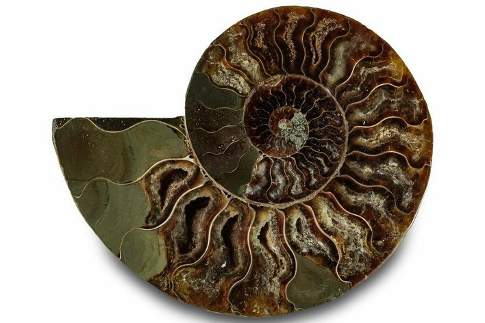 Cut & Polished Ammonite Fossil (Half) - Crystal Pockets #323310